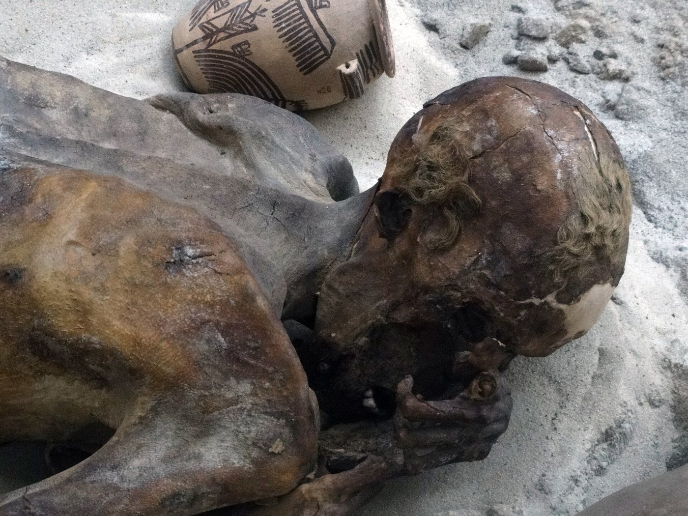The naturally mummified body of a predynastic Egyptian man lying on his side in a recreated sand grave, his darkened skin and preserved hair visible, a painted pottery vessel placed beside his head