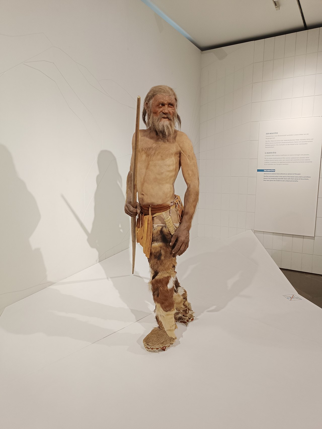 A lifelike full-body reconstruction of a weathered older man with grey hair and beard, bare-chested, wearing fur leggings and hide shoes and holding a long stave, standing in a white museum gallery