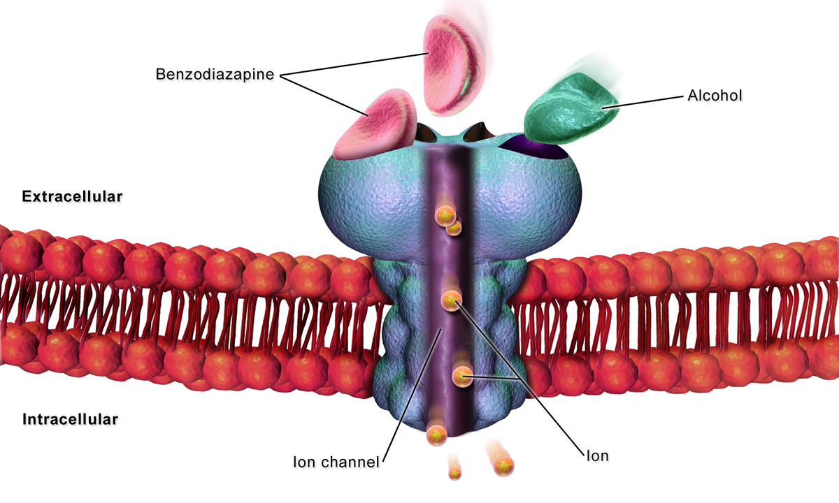 A cellular diagram of the GABA-A receptor embedded in the membrane, with its central ion channel and labeled binding sites for benzodiazepines and alcohol