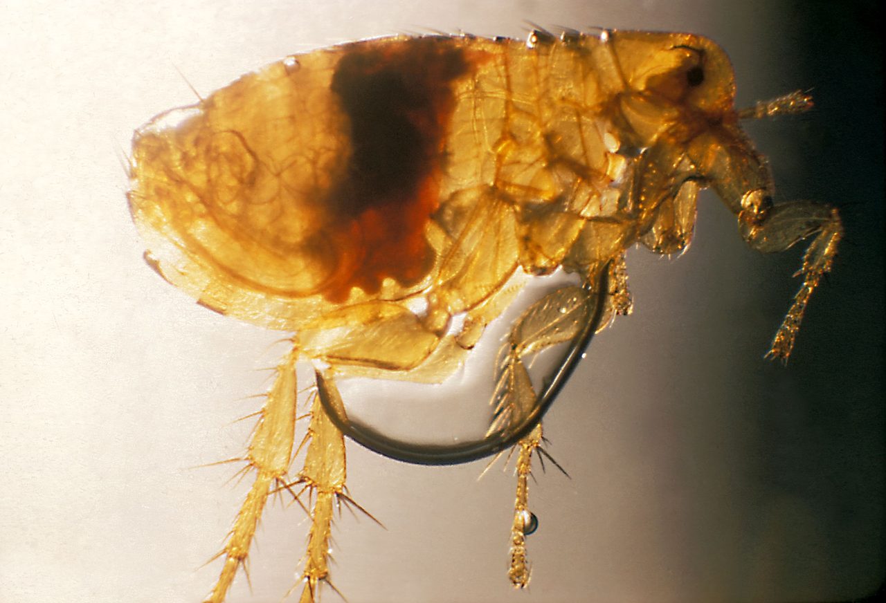 A single flea photographed through a microscope against a pale background, its body translucent amber gold with bristles and heavily spined legs, and a dense dark red to near black mass filling the middle of the body