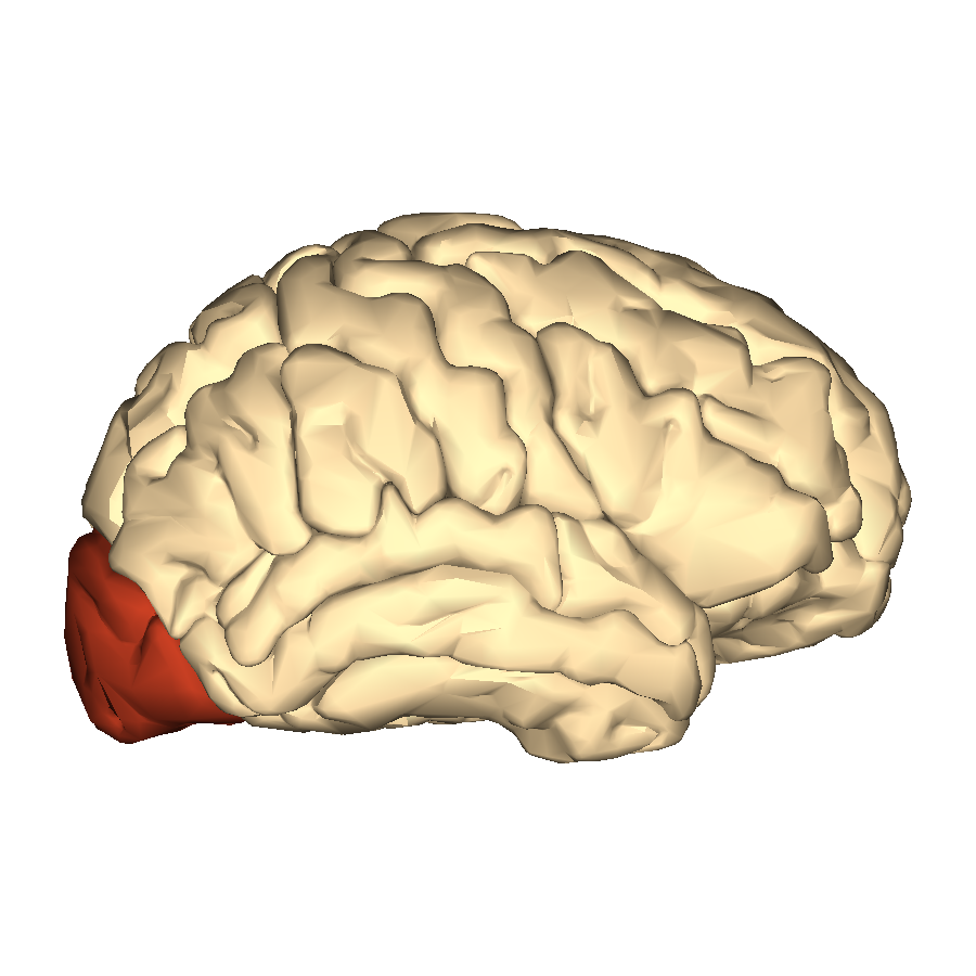 A plain three-dimensional rendering of a human brain in side view, cream colored and unlabeled, with the region at the back of the brain shaded dark red