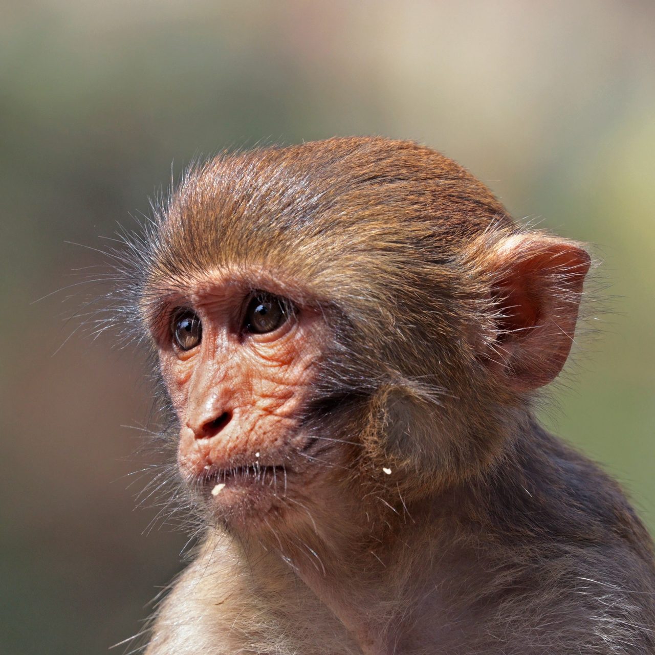 A close portrait of a juvenile rhesus macaque outdoors, brown fur and a pink face, looking to one side against a blurred green background