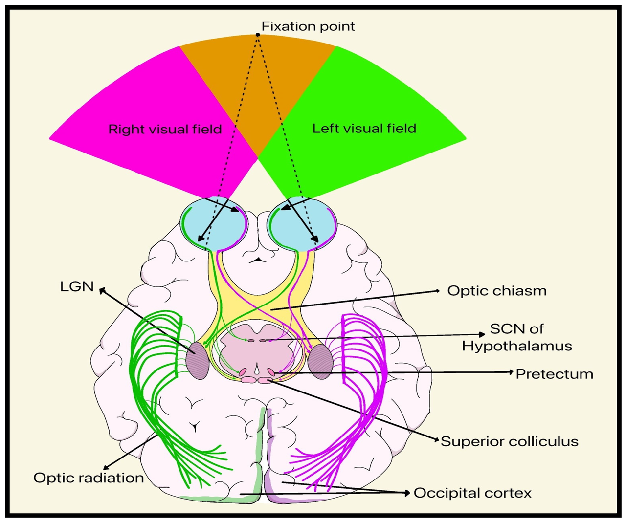 A labeled diagram of the human visual pathway seen from below: a fan of visual field split into right and left halves in magenta and green, the two eyes, and colored fiber tracts running back through the optic chiasm to structures labeled LGN, pretectum, superior colliculus and occipital cortex
