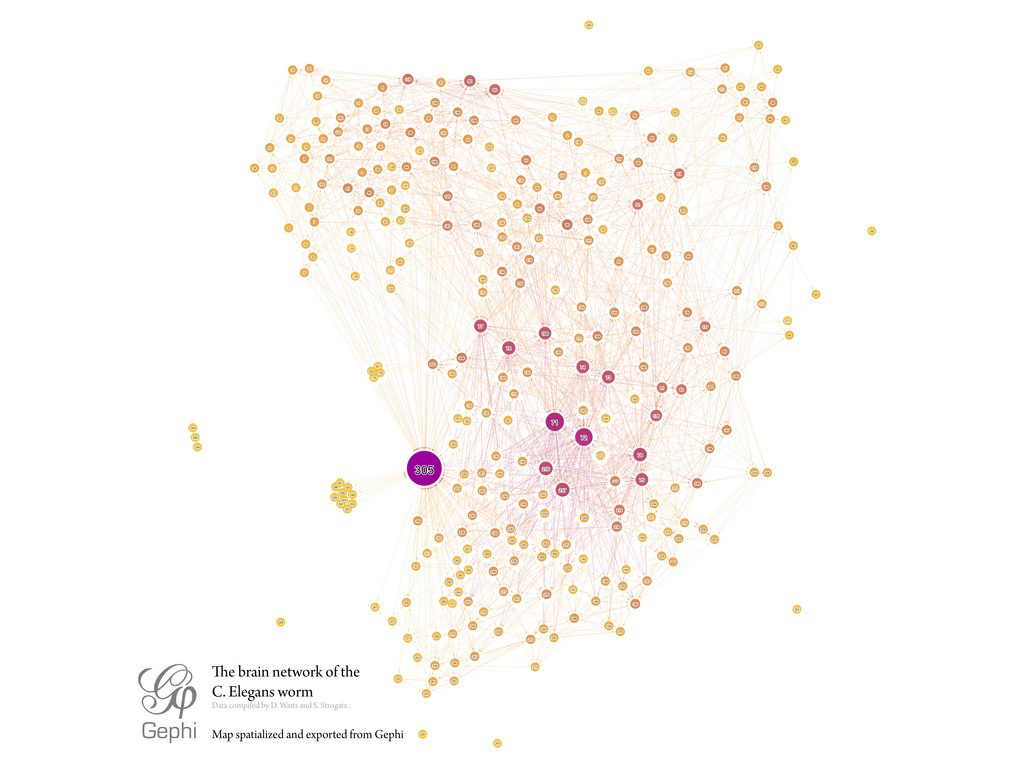 A force-directed network diagram of the nervous system of the nematode Caenorhabditis elegans