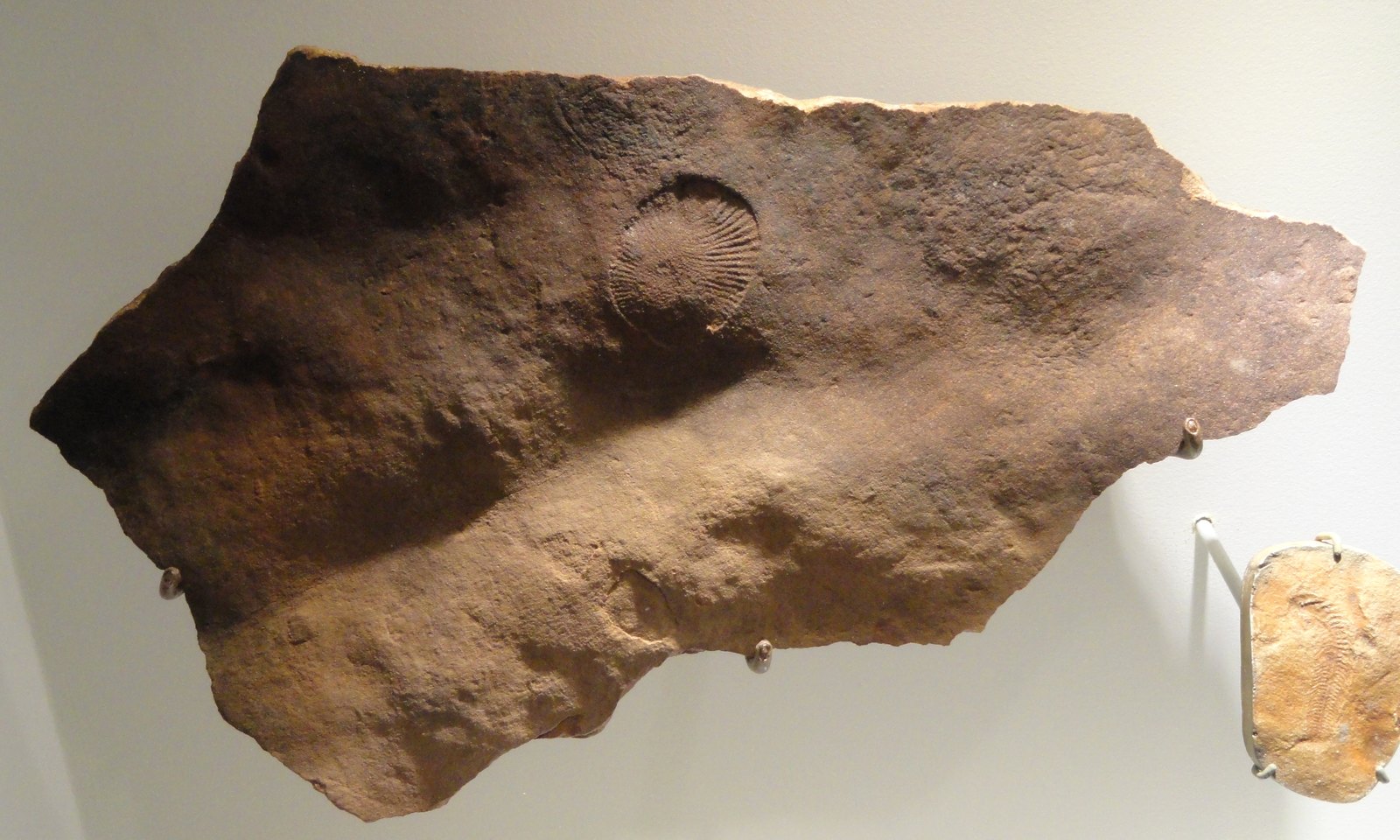 A large rusty brown rock slab mounted on a white museum wall with metal clips visible along its lower and right edges. Above and left of centre, a single palm-sized oval impression shows fine radial ribbing across its surface. The rest of the slab is bare. A second, smaller specimen is mounted separately at the right edge of the frame.