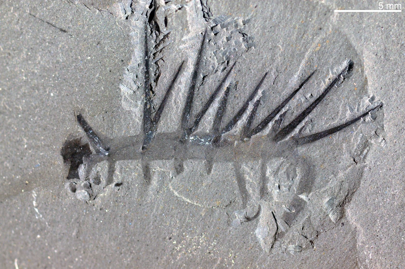 A fossil on grey shale with a printed five millimetre scale bar at top right. A slim tubular body runs across the frame. A row of long black spines rises from its upper side, angled back toward the tail, and below the body hang soft tapering legs, several ending in visible claws. A dark blob sits at the left end.