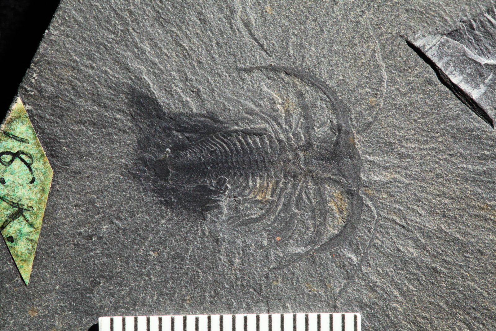 A dark carbon film fossil of a small arthropod on grey shale. Long spines sweep backward from a head shield, and behind them a row of body segments each carries a feathery gill branch. A millimetre scale with alternating black and white ticks lies along the bottom edge of the frame, and an old hand-written label on green paper sits at the left showing the numeral eight.
