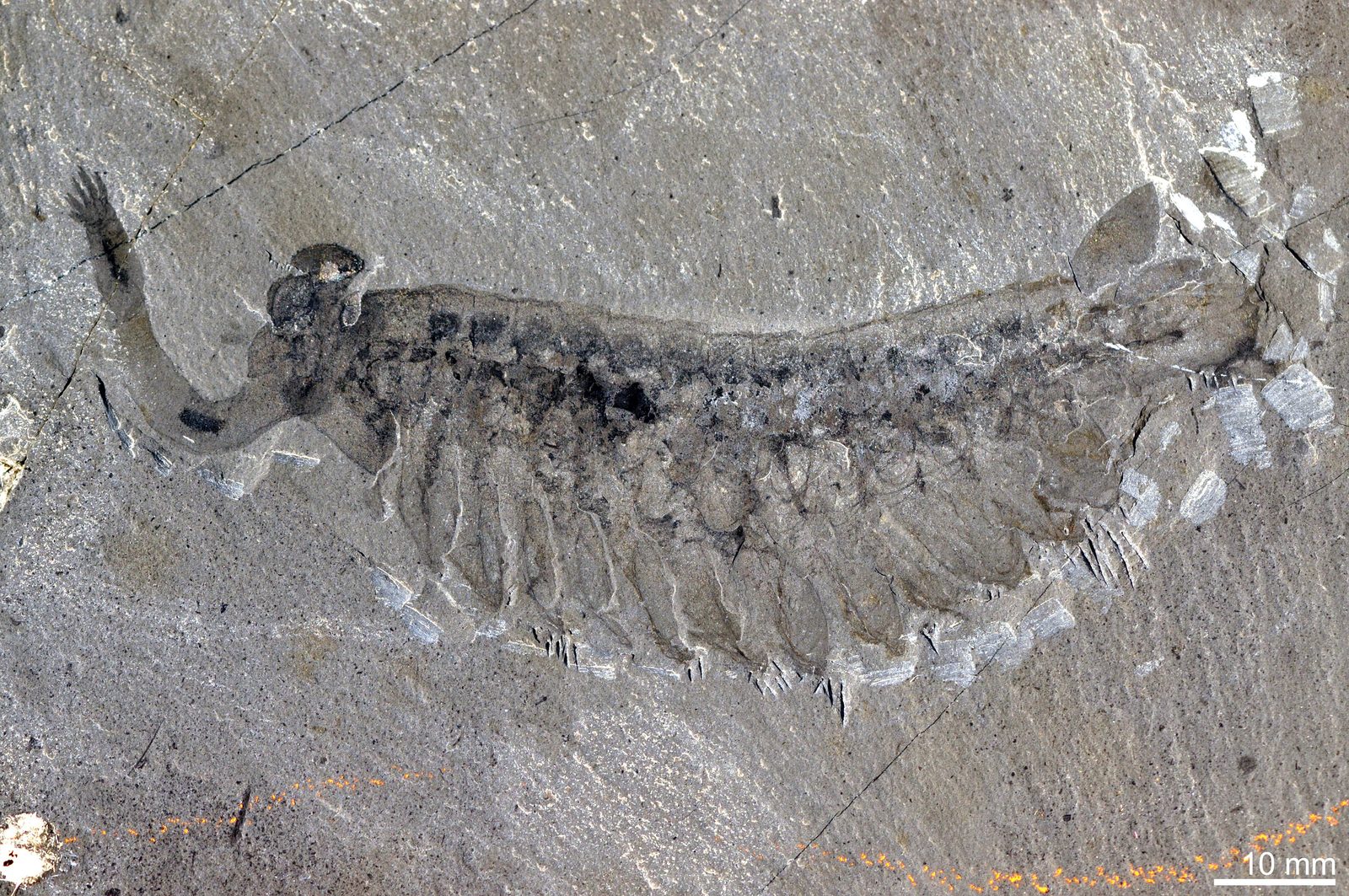 A fossil on grey shale with a printed ten millimetre scale bar at lower right. A segmented body runs across the frame with rows of overlapping lateral lobes below it and a backswept tail fan at the right end. At the left, a slender proboscis curves upward and away from the head and ends in a fan of spines.
