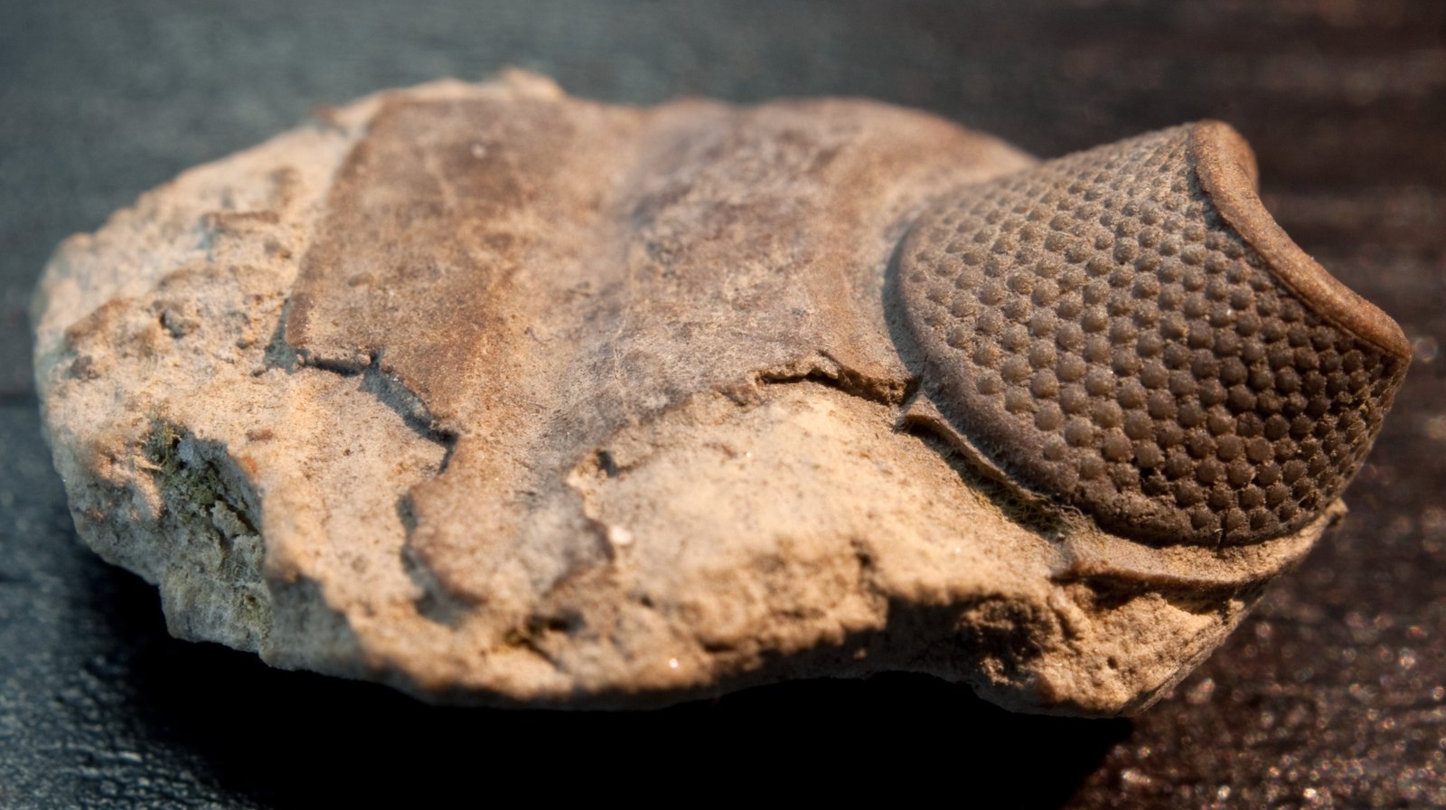 A trilobite head shield photographed in three-quarter view against a dark background, the fossil tan and brown. The compound eye fills the right third of the frame as a curved dome covered in individual lenses, each one a separate raised bead arranged in regular columns that wrap around the side of the head.