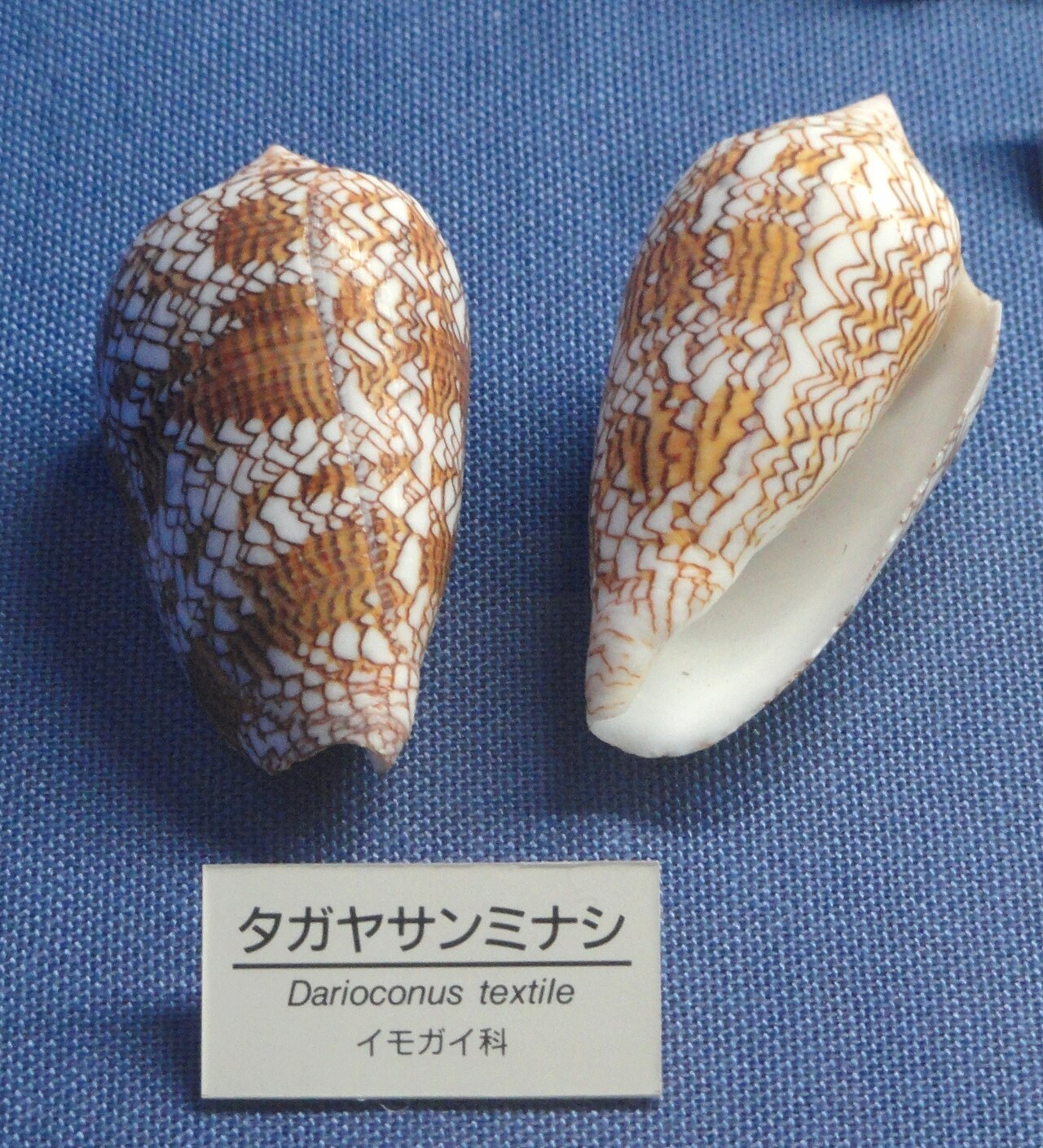 A photograph of two textile cone snail shells on blue fabric, their surfaces covered in an intricate brown-and-white pattern of overlapping triangular, tent-like markings, beside a small museum label