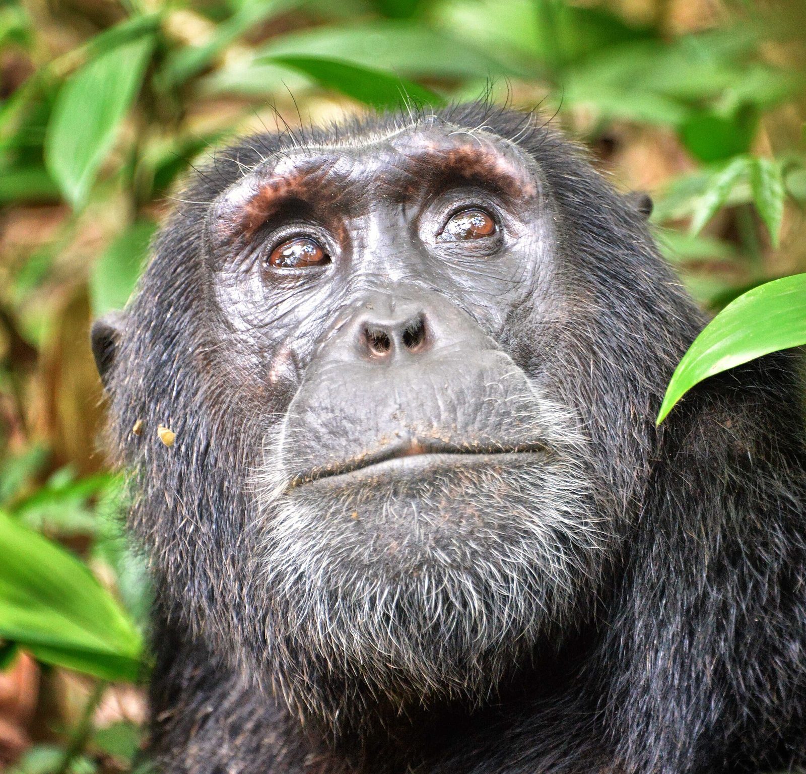 A close portrait of an adult chimpanzee among green forest leaves, head tilted slightly upward and gaze directed past the camera. Dark hair, a pale grey muzzle and chin with a grizzled beard, reddish-brown brow ridges and brown eyes.