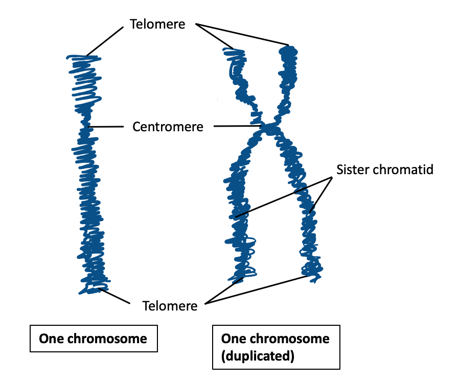 A line diagram on a white background. On the left, a single blue coiled chromosome labelled Telomere at the top, Centromere at the middle and Telomere at the bottom, captioned One chromosome. On the right, the duplicated form drawn as two crossed sister chromatids joined at a shared centromere, with Telomere labels at top and bottom, both strands labelled Sister chromatid, captioned One chromosome duplicated.