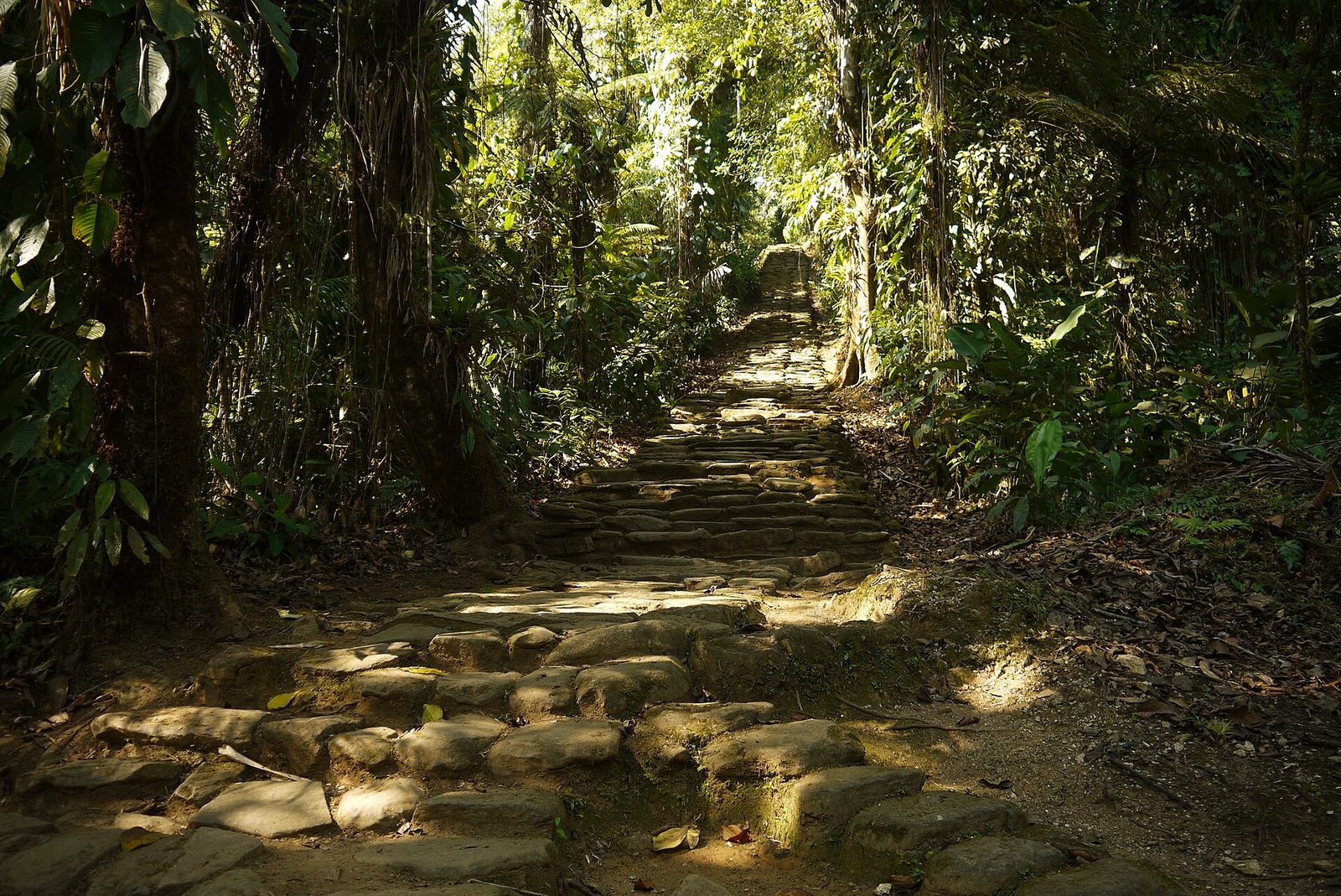 A staircase of irregular stone slabs climbing away from the camera through dense jungle, lit in patches by sunlight through the canopy. Buttressed tree trunks and hanging vines frame both sides, leaf litter covers the ground beside the steps, and the stair disappears over a rise at the centre of the frame.