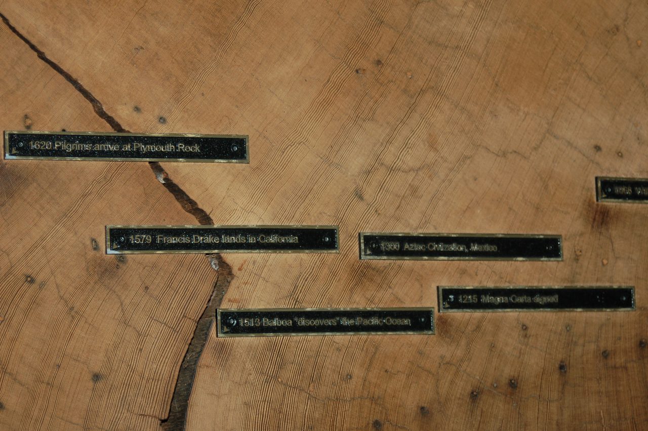 A cut cross-section of a coast redwood trunk showing dense concentric growth rings, with labels placed against individual rings