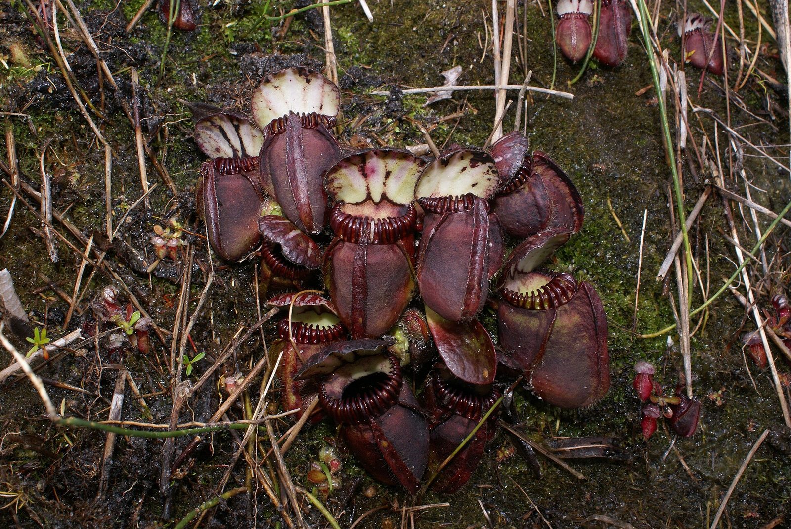 A dense clump of squat deep maroon-purple pitchers growing on wet dark mossy ground scattered with dry grass stems. Each pitcher has a prominent ribbed dark-red rim around its mouth and a striped cream and maroon lid raised above it. More pitchers are scattered at the edges of the frame.