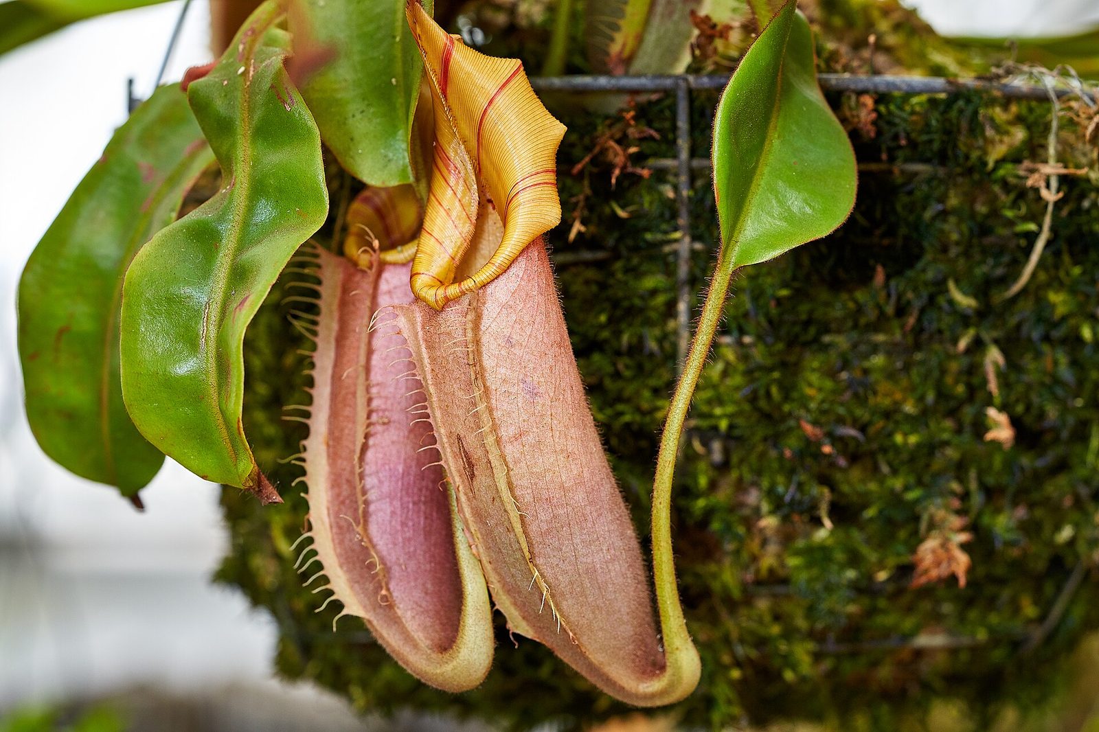 Two hanging tropical pitcher plants, dusky pink and brown, with a broad ribbed peristome striped yellow and red flaring around the mouth of the upper pitcher and pale fringed wings running down the front of each. Green tendrils and broad leaves surround them, and behind is a wire hanging basket packed with green moss.