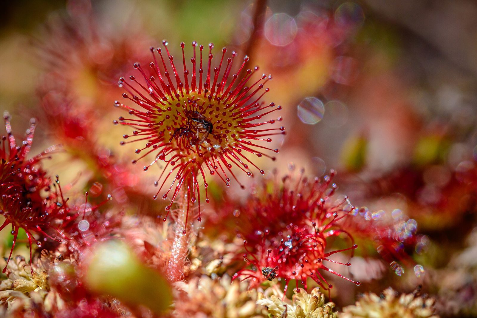 A round-leaved sundew photographed close up: a small yellow-green disc of a leaf ringed by dozens of crimson tentacles, each tipped with a clear glistening droplet. A dark insect is stuck in the centre of the leaf with several tentacles bent inward over it, and a second small insect is caught on a lower leaf. Pale sphagnum moss fills the ground beneath and the background dissolves into coloured highlights.