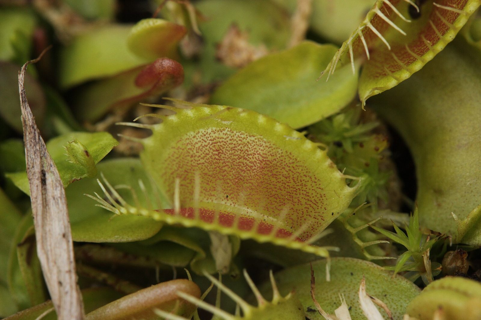 A close-up of an open Venus flytrap seen almost side on. The inner face of the upper lobe is yellow-green and densely stippled with small red-orange dots, each margin carries a fringe of long pale spines, and a row of solid red rectangular blocks runs along the lower rim between them. A second, more strongly red trap sits at the upper right. Other flytrap leaves, a cushion of moss and a dry pale grass blade fill the surround.