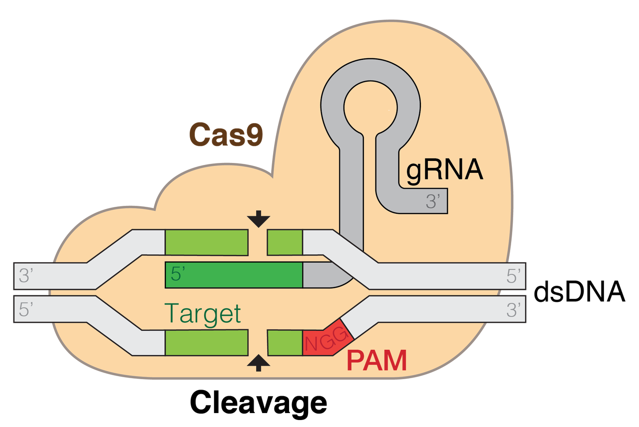 A labeled diagram of the CRISPR-Cas9 system showing the guide RNA and Cas9 protein locating and cutting a target DNA sequence