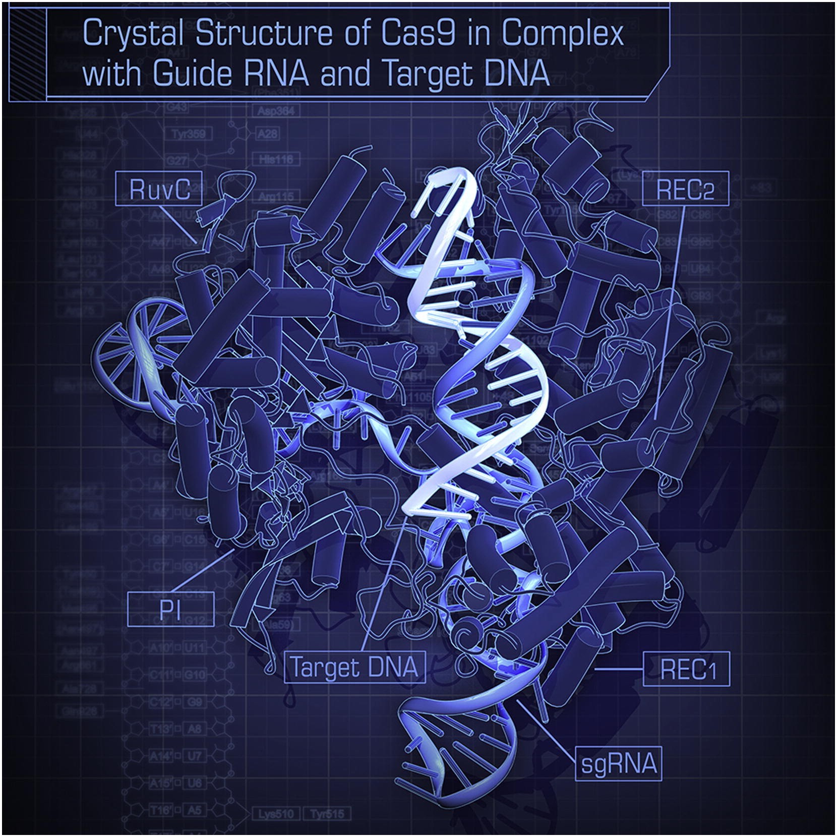 A blueprint-style rendering in blues on a dark ground, headed by a title banner reading Crystal Structure of Cas9 in Complex with Guide RNA and Target DNA. The protein is drawn as cylinders and ribbons. Six labels with leader lines name parts of the structure: RuvC at upper left, REC2 at upper right, PI at lower left, REC1 at lower right, Target DNA in the centre and sgRNA at lower right. A pale double helix runs down the middle. Faint residue and base labels fill the background and a base-pair ladder runs down the left edge.