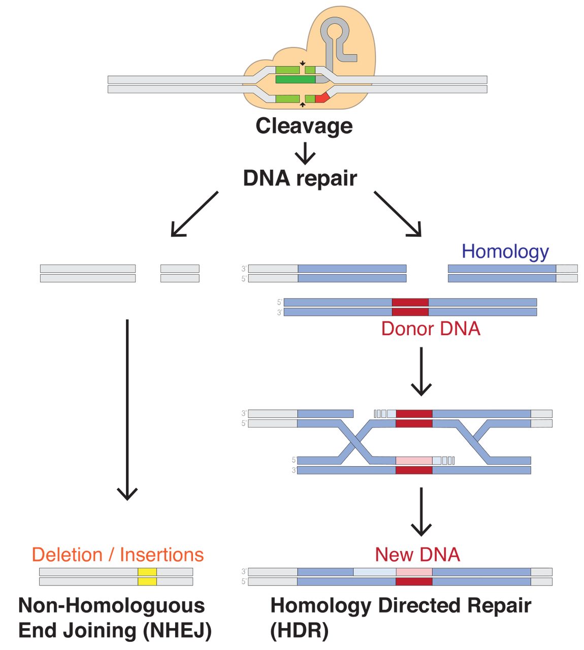A labeled diagram showing the cell's DNA repair pathways that activate after a Cas9-induced cut