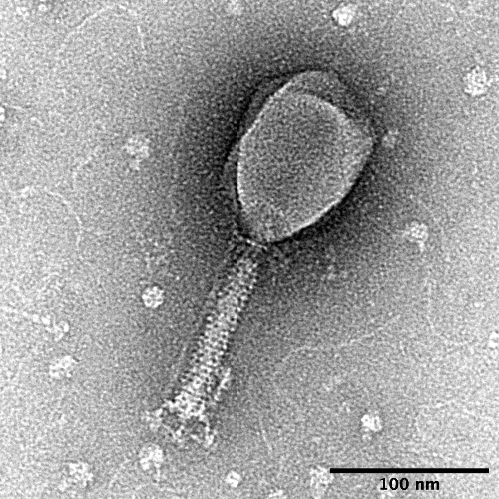 A grainy greyscale transmission electron micrograph. One bacteriophage is clearly resolved: an elongated bright-rimmed head in the upper centre joined to a long tail running down and to the left, with visible helical banding along the tail. Small bright specks are scattered across the field. A solid black scale bar at the lower right is labelled 100 nm.