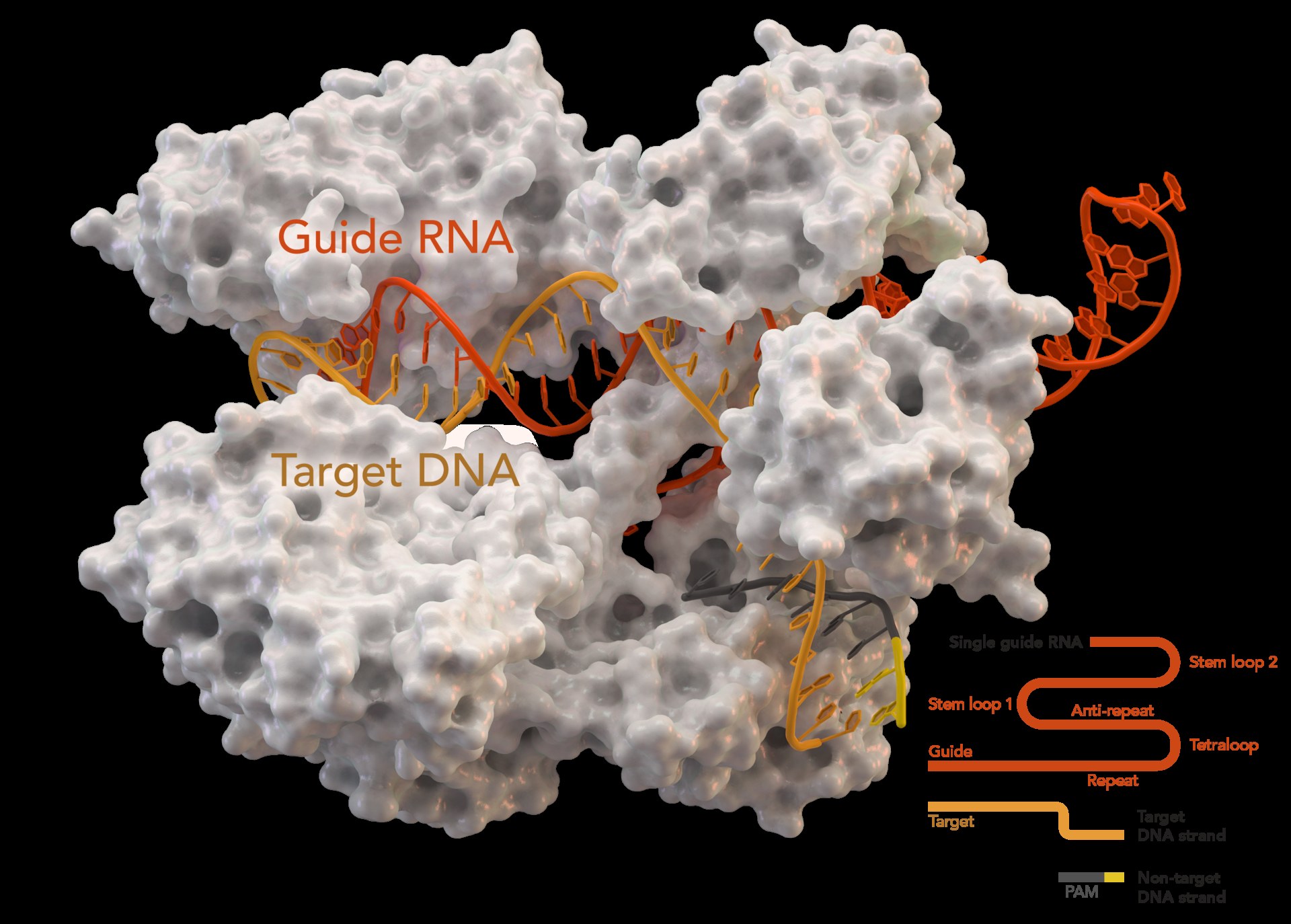 A molecular surface rendering on black. A large lobed pale grey protein fills most of the frame. Threading through it are an orange-red strand labelled Guide RNA and a gold strand labelled Target DNA, both drawn with visible base rungs. A short dark grey and yellow strand appears at lower centre. A legend at the lower right diagrams the single guide RNA with its parts named: stem loop 1, stem loop 2, anti-repeat, tetraloop, guide and repeat, plus the target DNA strand and the PAM marked in yellow on the non-target strand.