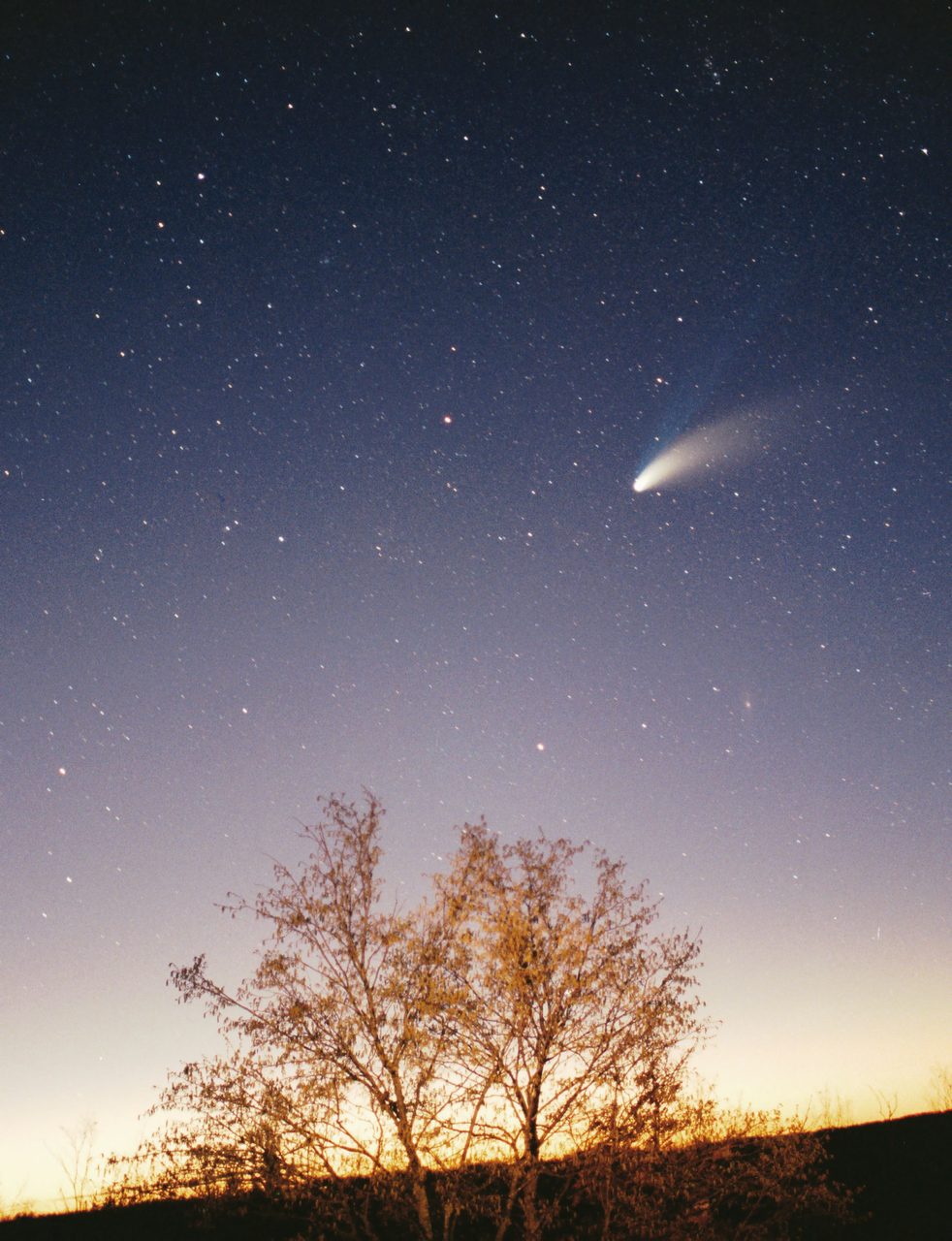 A colour night sky photograph in portrait format: a comet with a bright nucleus and a broad pale tail sweeping up to the right sits in the upper right of a deep blue star field that grades down through pale blue to a yellow band at the horizon; a bare branched tree lit warm gold stands on a dark ridge across the bottom of the frame.
