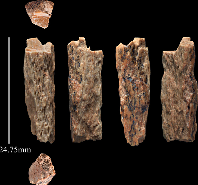 On a black ground, four rotated side views of a long narrow splintered bone fragment, mottled tan, cream, orange and dark grey, rough-textured with jagged broken ends. Above and below the row sit two end-on views showing the cross-section. At the left is a grey scale bar labelled 24.75 millimetres.