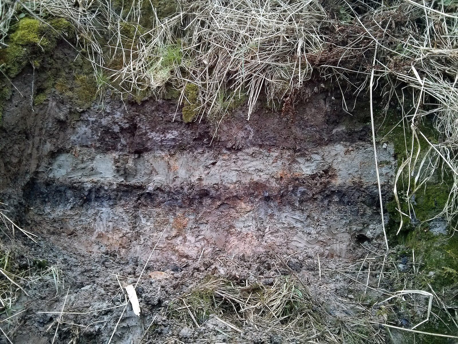 A cut face through waterlogged ground, photographed close. Grass and moss overhang the top of the section. Below the turf a pale grey band of sand runs horizontally across the whole width of the frame, a few centimetres thick, held between darker brown and near-black organic layers. Loose pale dead grass stems hang down across the face.