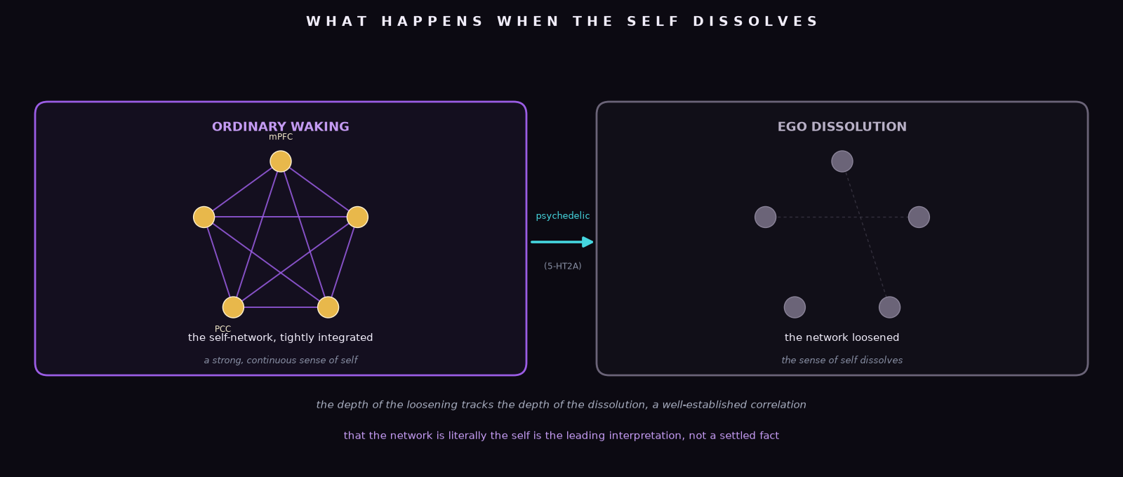 An original diagram contrasting two states of the brain's default mode network: on the left, an ordinary waking state with the network's hubs densely interconnected and a strong sense of self; on the right, ego dissolution, with the same hubs' connections loosened and the self-model quieted