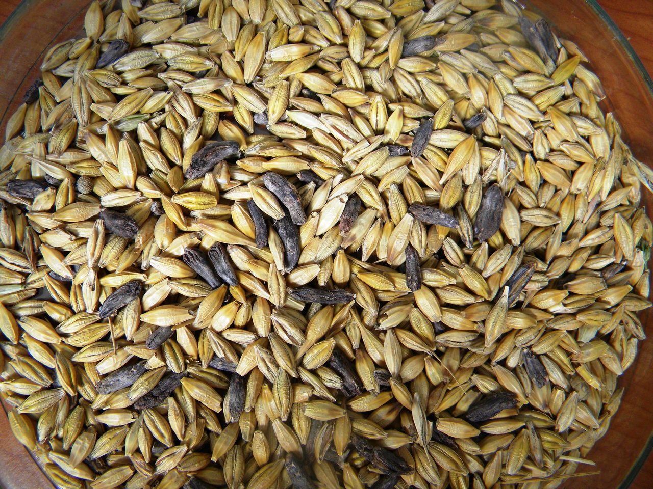 Threshed barley grain in a bowl, with the dark elongated sclerotia of ergot fungus, Claviceps purpurea, among the loose kernels
