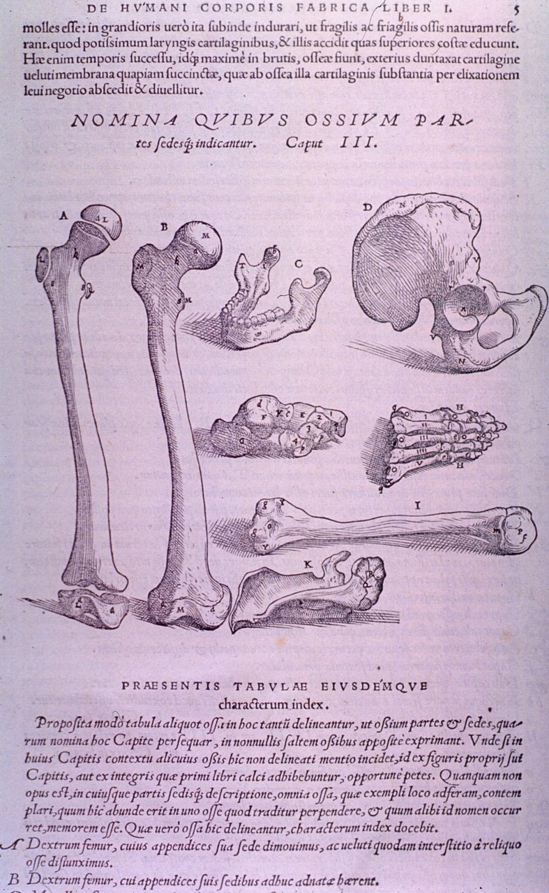 A printed page from 1543 showing a group of separate bones arranged across the sheet, each drawn individually and shaded.