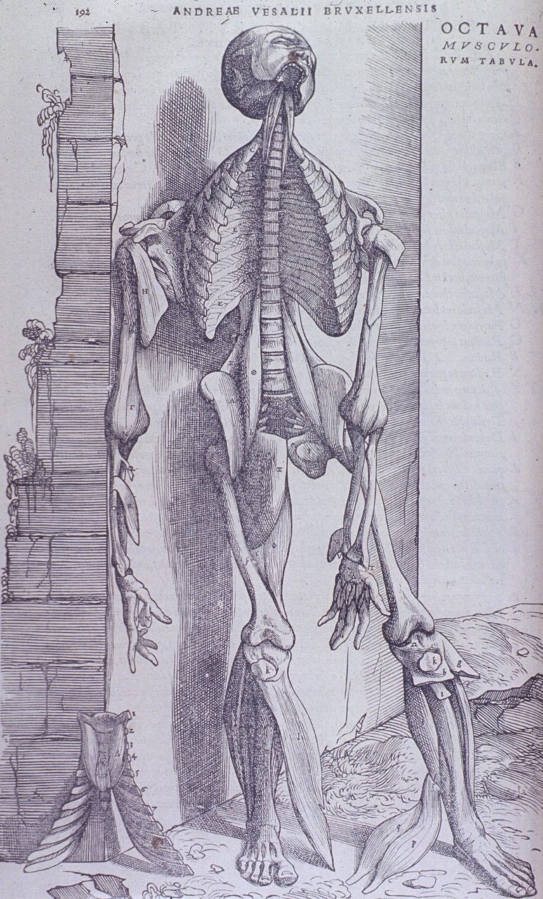 A tall woodcut sheet. A flayed figure stands against masonry with its head thrown back, so that what shows is the underside of the chin and the open mouth. The thorax has been opened and the ribs and spine are seen from within, and the muscles of the arms and legs hang away from the bone in loose strips. A detached larynx group lies at the lower left of the sheet and a detached leg at the lower right.