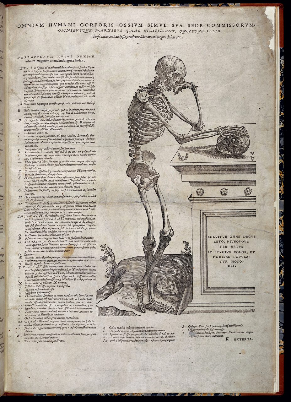 A printed sixteenth-century leaf. Most of the sheet is a woodcut of an articulated human skeleton leaning on a stone pedestal beside a skull, with an inscription cut into the face of the pedestal; the rest of the leaf is Latin letterpress, including the printed index the caption quotes.