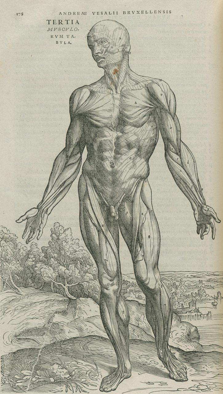 A tall woodcut sheet showing a standing male figure with the muscles exposed, posed in an open landscape.