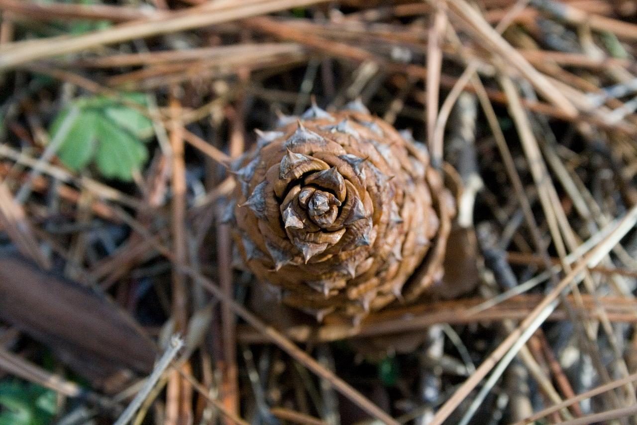 A conifer cone photographed from directly above, showing its scales arranged around the centre