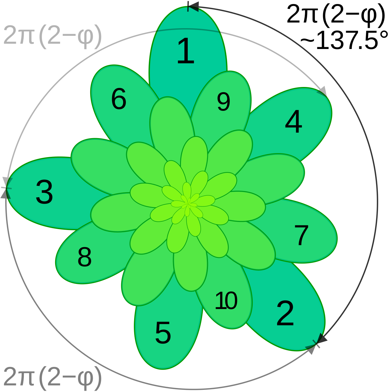 A drawn diagram: an end-on view of a plant stem with consecutive leaves marked around it, separated by the golden angle