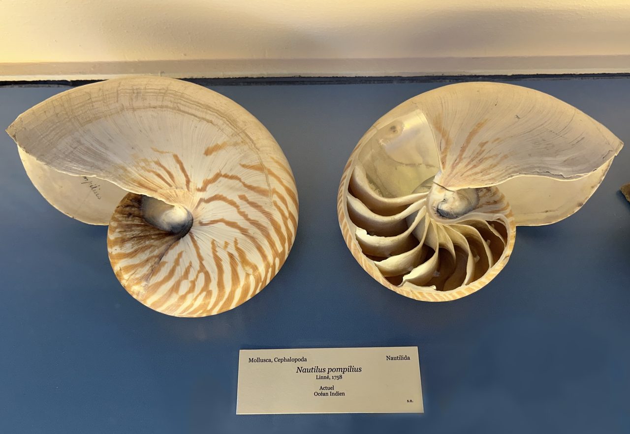 Two halves of a chambered nautilus shell mounted on a museum wall above a printed label, the right half cut along its coil to show the internal chambers
