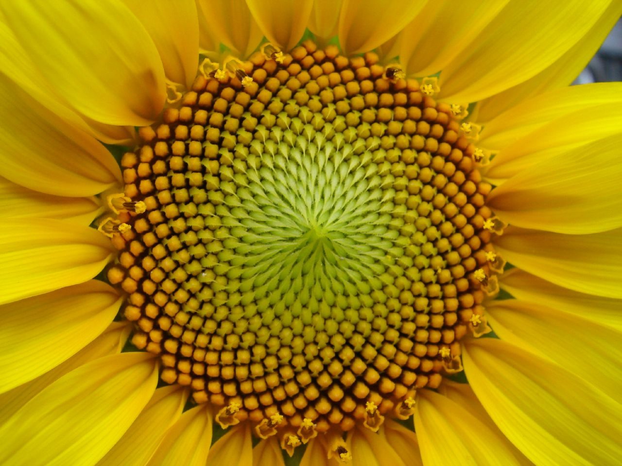 A close photograph of a sunflower head, its disc florets packed tightly in interlocking spiral rows; nothing is drawn or marked on the image