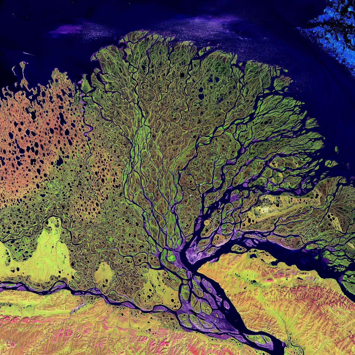 A false-color satellite image of the Lena River Delta in Siberia: a branching, tree-like network of dark river channels fanning out across green and gold terrain into a dark blue sea