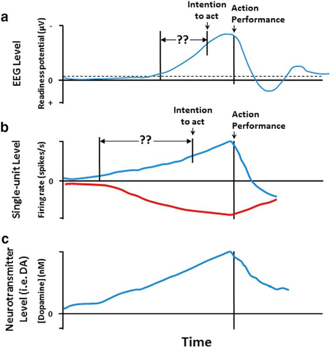 A diagram distinguishing several distinct types of brain activity that build up before a voluntary action: the readiness potential, single-neuron firing, and neurotransmitter changes