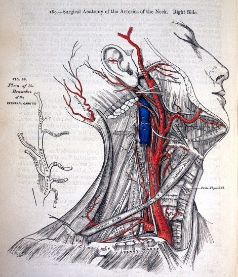 An engraved anatomical plate of the arteries of the right side of the neck, with the vessels and muscles labelled.