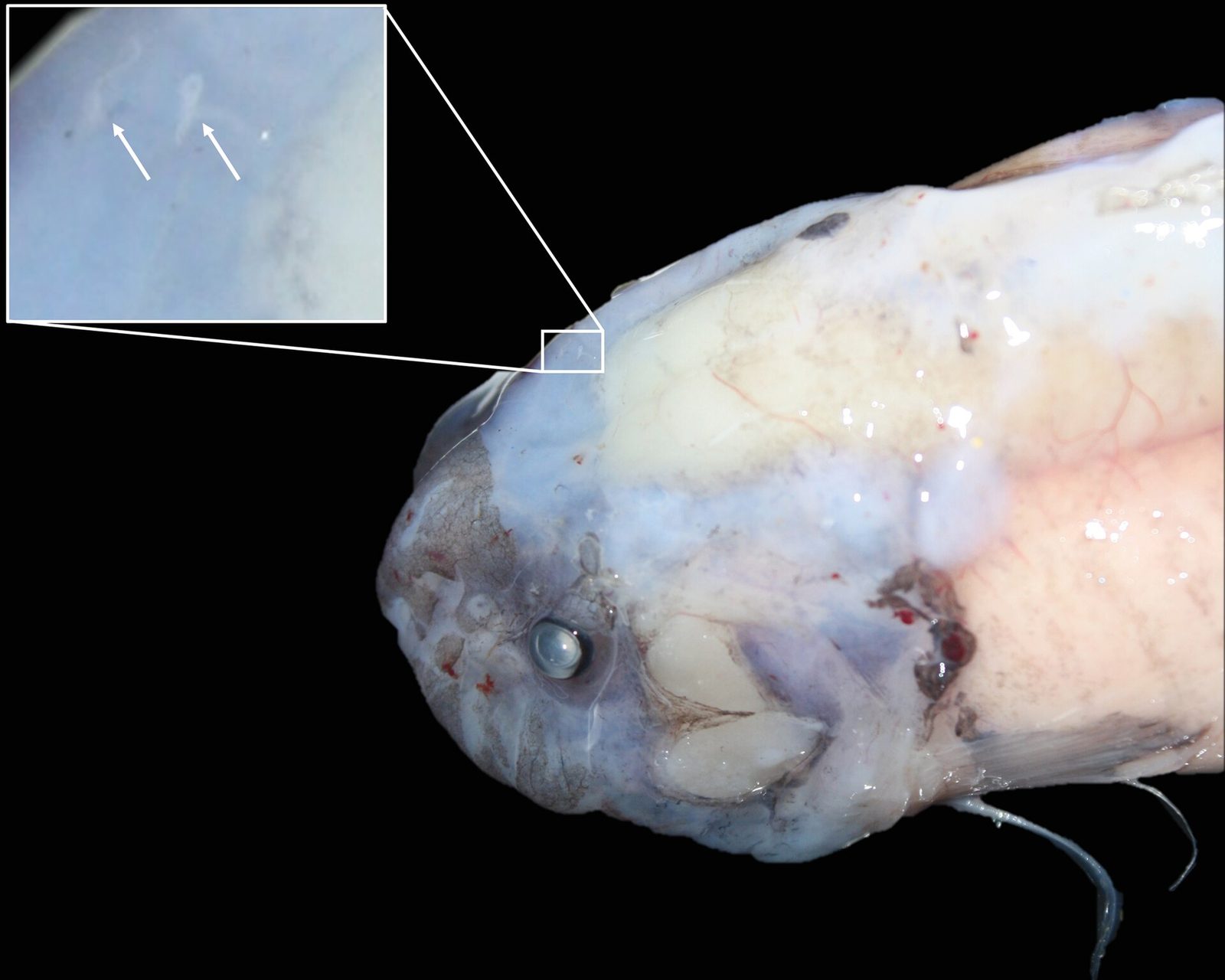 On a black ground, a close-up of the head of a hadal snailfish. The animal is translucent pale bluish-white and pink and looks semi-gelatinous, with a small dark eye, faint red blood vessels visible through the skin, a pale rounded snout and a thin pale ray trailing below. An inset at the upper left, joined by white lines to a small boxed area on the head, shows a pale blue field with two white arrows pointing at faint structures.