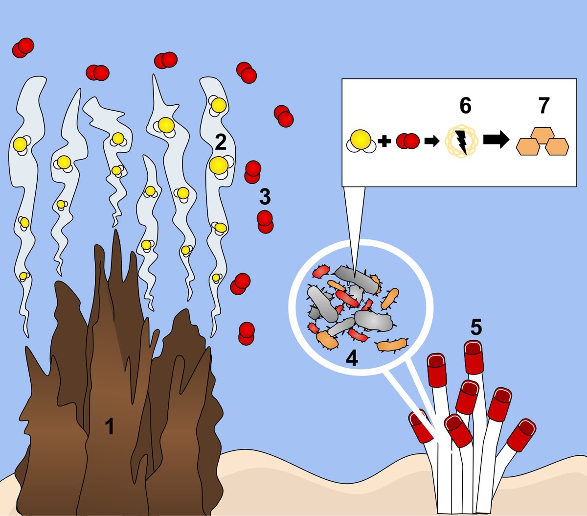 A labeled cartoon diagram on a blue water background: a brown vent chimney releases yellow hydrogen-sulfide molecules into water containing red oxygen molecules; a magnified circle shows microbes inside a tube worm; an inset shows hydrogen sulfide plus oxygen yielding energy and then sugar; white tube worms with red tips grow beside the vent
