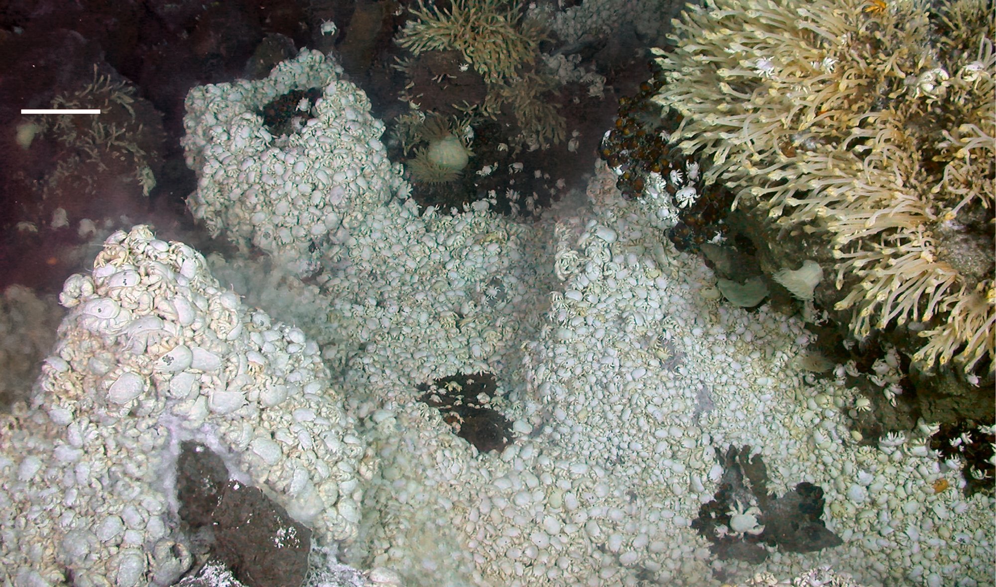 An extremely dense mass of pale, hairy Kiwa yeti crabs completely carpeting the rock around a vent, crowded on top of one another, with pale stalked barnacles covering a chimney at the right and a white scale bar in the upper left corner