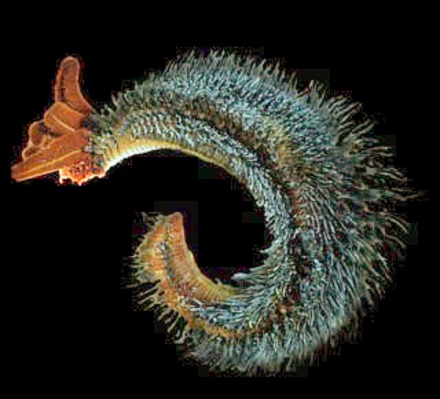 The Pompeii worm curled into a C-shape against a black background, its long body cloaked along the back in a dense fleece of grey, hair-like symbiotic bacteria, with reddish gill structures at the head end