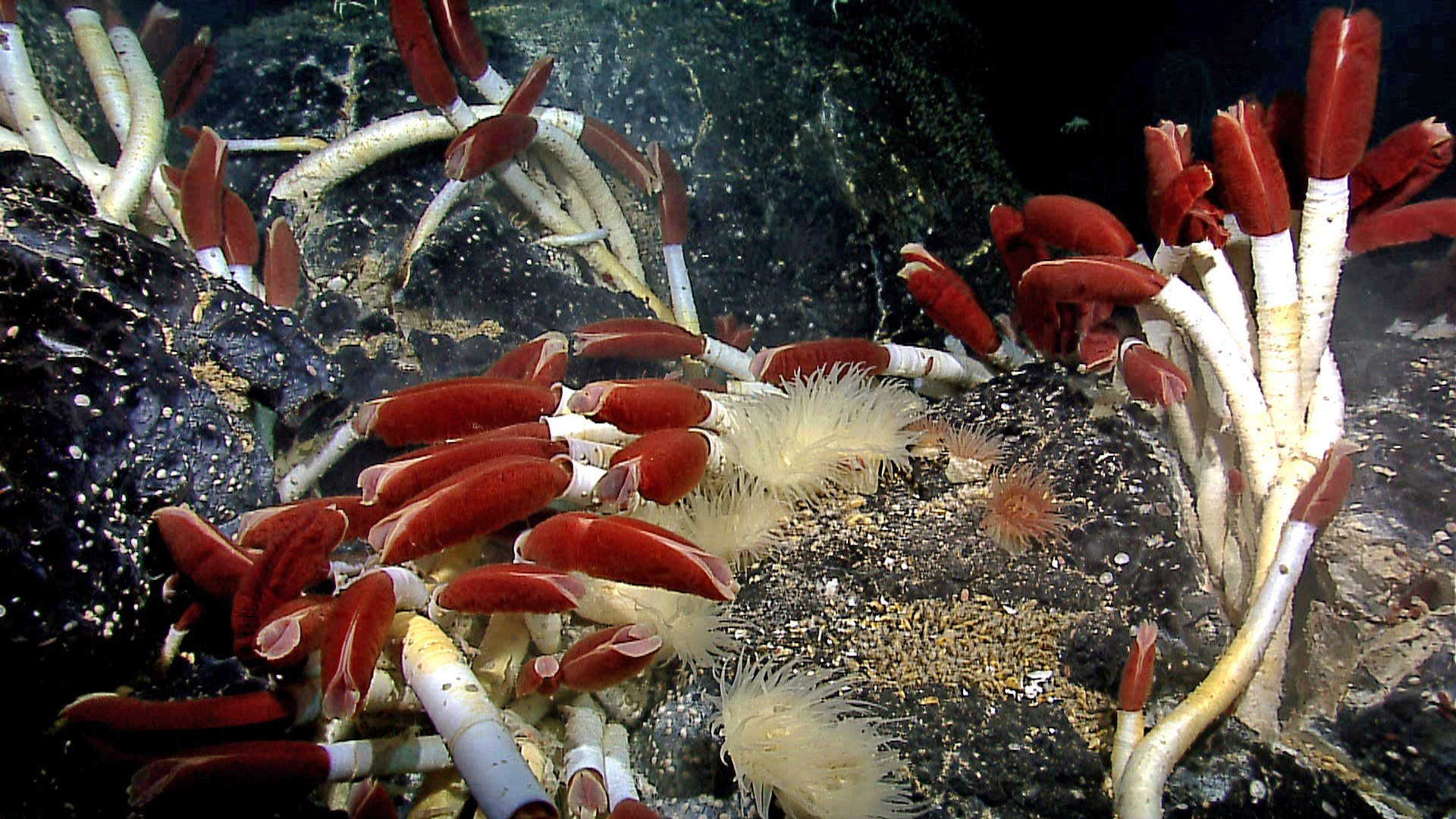 A dense colony of giant tube worms on dark volcanic rock, each a cream-white tube topped with a bright blood-red plume, with feathery white sea anemones growing among them
