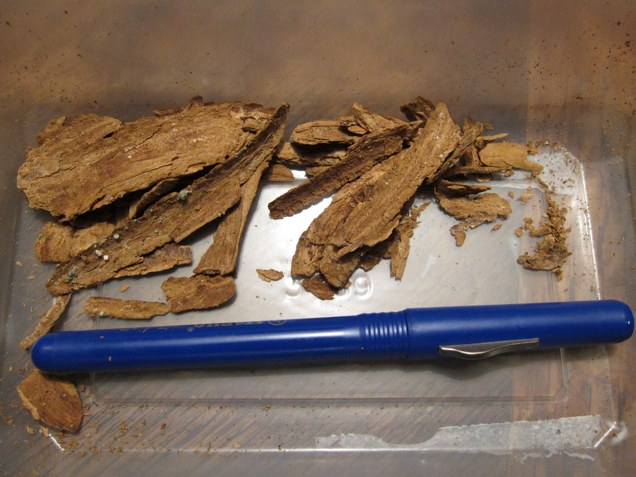 A colour photograph of dried bark of Tabernanthe iboga: curved fibrous strips and flakes in warm tan and red-brown lying on a clear plastic tray, with a blue pen laid across them for scale