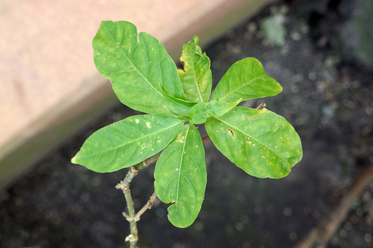 A close photograph looking down on the growing tip of a Tabernanthe iboga stem: broad elliptical green leaves spread in a rosette around the apex, a woody stem entering from the lower left, and blurred dark soil behind